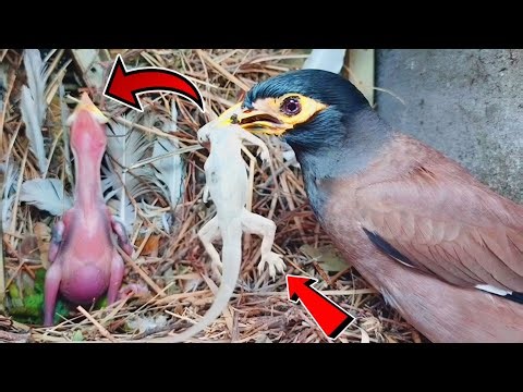 Common Myna's Unique Feast: Lizard for Chicks‪@BirdPlusAnimals‬