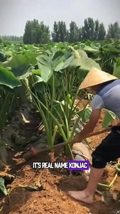 1.1K views · 27 reactions |  Did you know? This plant is called...