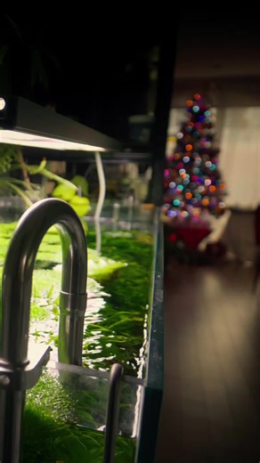 Community tank maintenance