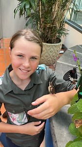The wonder of a newly hatched butterfly is truly breathtaking!🦋 • • • #butterfly #animals #brookecarter #fyp | Brooke.Carter