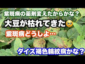 紫斑病に使う農薬は！？大豆が枯れてきた。ダイズ褐色輪紋病！？