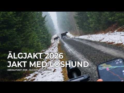 Älgjakt 2026 - Jakt Med Löshund