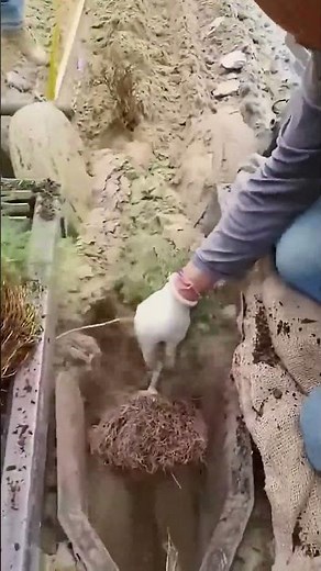 Machine Planting Pine and Cypress – Accelerating Forestry