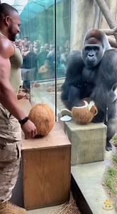Human strength pushed to the limit… and then raw nature answered. A powerful soldier gives everything he has to crush the coconut — but what happens next reminds us why the silverback gorilla is built different. 🦍💥 No tricks. No effects. Just pressure, power, and pure reality. Who takes the crown in your opinion? 👇 #GorillaStrength #HumanVsNature #StrengthChallenge #ViralReels #MindBlown #americansoldier #zooencounter | The Animal Times