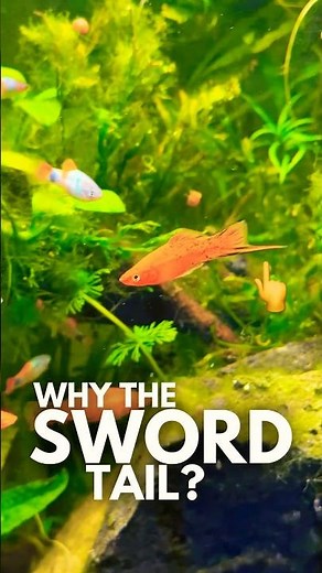 Why swordtails have a sword tail?