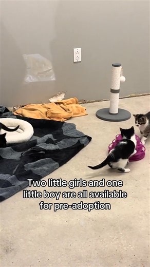 8.3K views · 85 reactions | The math isn’t “mathing”. We have 3 adorable 8 week old kittens and 0 applications. Come on down to the shelter to watch these cuties play and win your heart. | Flin Flon/ Creighton and Area SPCA | Facebook
