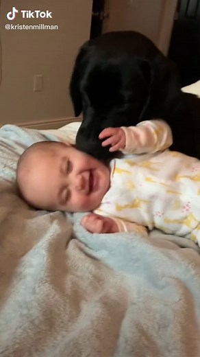 Adorable Baby Black Lab and Labrador with Babies Compilation