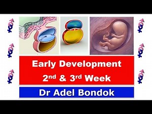 Early Development (Week 2 and Week 3), Dr Adel Bondok
