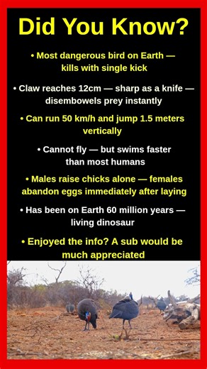 The Most Dangerous Bird On Earth Will Shock You 🦤😱