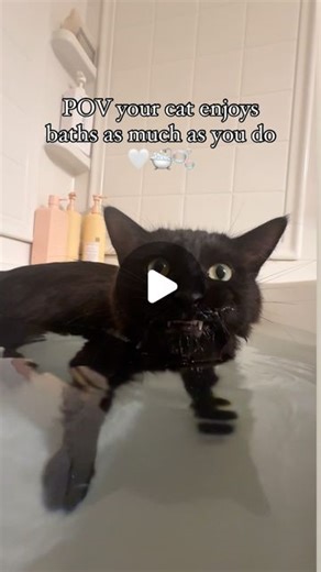 Meg | Adventure Cat Mom | Mylo | Murphy| Luna | on Instagram: "Murphy activities 😂😂😂 I can’t keep this cat away from H2O! he’s like a Labrador 😂 I’ve never met a cat as comfortable around water as Murphy is! It’s the strangest thing but I love it. Everything he does embodies Murphy’s law. If a cat should not like water, MURPHY WILL LOVE WATER!!! #blackcatsofinstagram #shenanigans #catsinwater #murphyslaw #adventurecats"