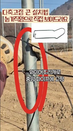 다축재배 필수! 축 고정끈 설치 순서 한 번에 정리 #농가직영 #아시바클램프 #파이프조리개 #다축재배 #고정끈 #잉매힐스사과농원