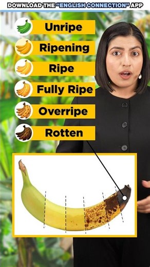 What Do You Call Each Stage of a Banana? 🍌 | English Vocabulary | Vidya Connection #shorts