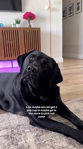 Flashback to a few months ago on our gotcha day #dogsoffacebook #ilovemydog #dogs #labrador #fblifestyle | Livinlavitalexi