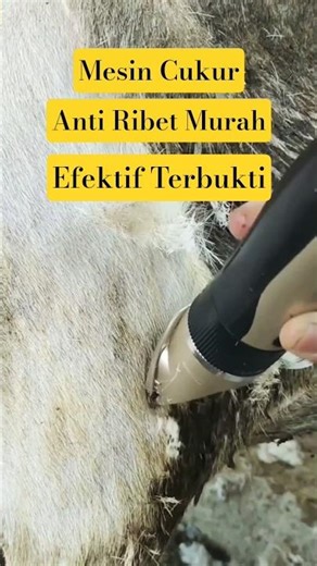 BULUDOMBA K3RIKIL L3NGKETT GUNAK4N 1NI!?... #dombagarut