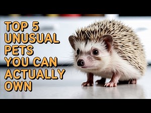 Top 5 Unusual Pets You Can Actually Own