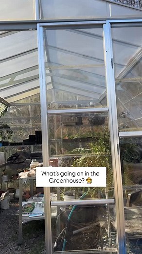 It’s November, but there’s still things to do as far as gardening goes. Let’s check on the greenhouse and see what things are growing and what I’m up to. Like & follow for more garden tips. My greenhouse: https://amzn.to/3X9yWS3 Earth Worm Castings: https://amzn.to/4p1ziX6 #treehousegardenkimberly #seedtheday #garden #gardening #growyourownfood #gardentotable #gardentips | Kimberly Karver's Treehouse Garden | Facebook
