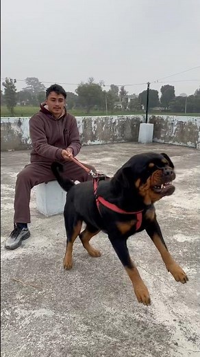 Rottweiler Daisy Protecting owner from Stranger attack😡🚨#rottweiler #security #protection