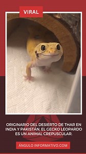 🦎🦎 MundoAnimal | Originario del desierto de Thar en #India y #Pakistán, el gecko leopardo es un animal crepuscular, lo que significa que están más activos al amanecer y al atardecer. | Ángulo Informativo Nacional