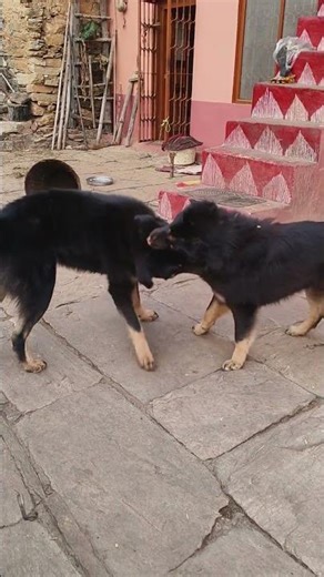 simba and bhalu #pahadidog #dog #dogshorts