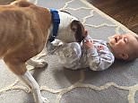 Adorable baby giggles when pet dog tickles his tummy with his nose