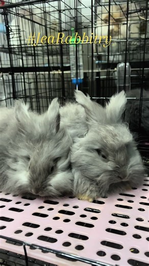 JEA Rabbitry on TikTok