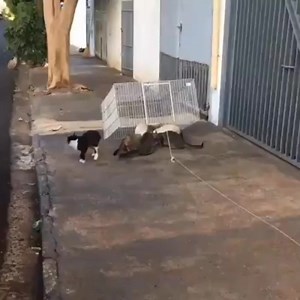 6.1M views · 69K reactions | Captura de gatos usando a armadilha Drop...