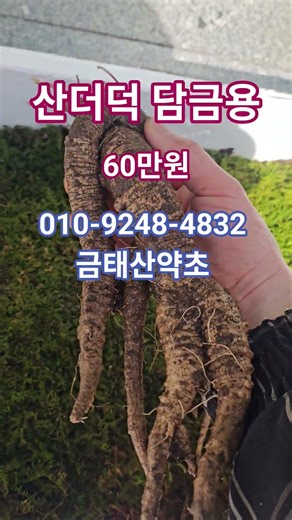 산더덕 담금용 #고산더덕 #산더덕 #정력강화 #남성기능강화 #숙변제거 #장기능개선 #고농축사포닌 #천식 #기침 #면역강화 #항암직용 #암예방