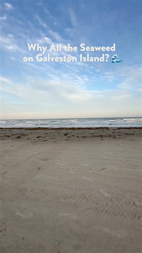 5.5K views · 69 reactions | That seaweed on the shore?! It’s called sargassum—and it’s more than just beach trash. It supports marine life  and plays a big role in Galveston’s coastal ecosystem. 視 Learn how to spot it, why it matters, and what to expect: www.visitgalveston.com/blog/seaweed-silver-lining/ | East Beach | Facebook