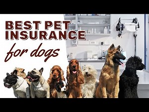 Best Pet Insurance in 2025