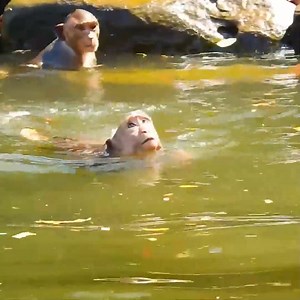 95K views · 1.7K reactions | OH MY GOD HELP BABY MONKEY NEAR DROWNING NOW, MOM MONKEY WILL NOT ALLOW BABY TO SWIM IN DEEP WATER | Monkey Rainbow | Monkey Rainbow | Facebook