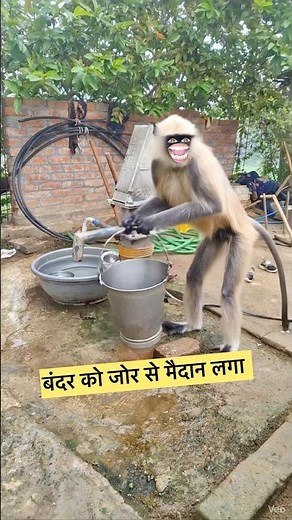 बंदर को मैदान लग गया 😂#funny #comedy #monkey