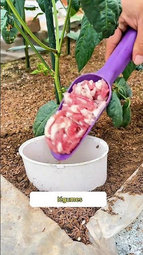 Turn your kitchen waste into natural fertilizer for a highly productive vegetable garden! 🌱♻️