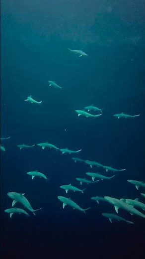 Real Life Sharknado 100 Feet Inside The Blue Hole! 🇧🇸 #Shorts