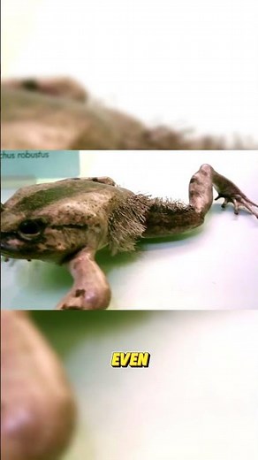 This frog is called the Wolverine!