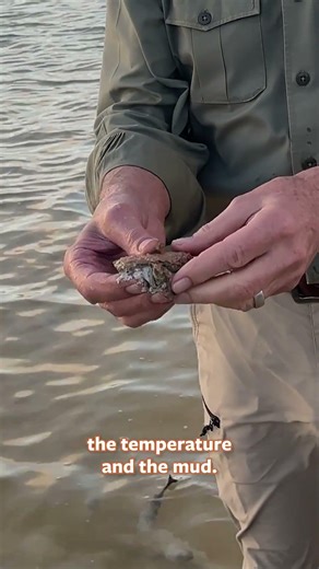 Flamingos Use What to Build Their Nests?