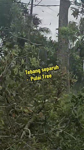 Tebang dan Buang Pokok Pulai di Johor Bahru | Tree Cutting Services