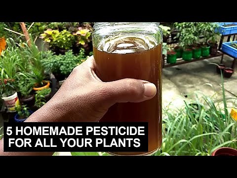 5 Homemade Pesticide For All Your Plants I Step By Step Procedures