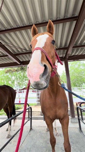 ぱくっ🐴 #帯広畜産大学うまぶ #horse #帯広畜産大学 #馬