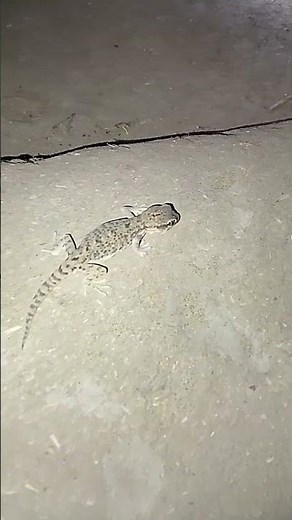 Little Spotted Lizard: Curious Night Encounter