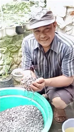 How to process goat manure so that it is safe for plants #organicfertilizer #goatmanure