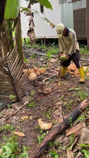 Kelapa kampung super besar, bantu like n subscribe csku! #youtubeshorts #youtube #ytshorts