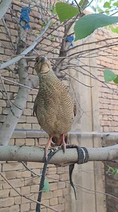 109K views · 2.2K reactions | Grey Partridge Calling #partridges #teetar #teetarawaz #pets #viral | Birds Lover | Facebook