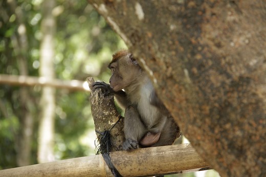 Controversial dam gets green light to flood a Philippine protected area