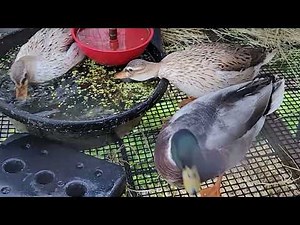 Silver Appleyard Call Ducks