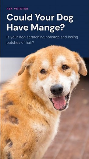 Dog Scratching and Bald Patches? It Could Be Mange