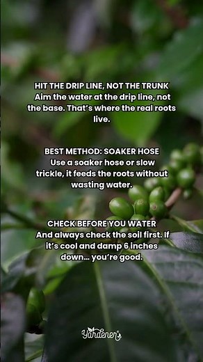 Watering Shrubs the RIGHT Way: How Deep, How Often & Best Methods
