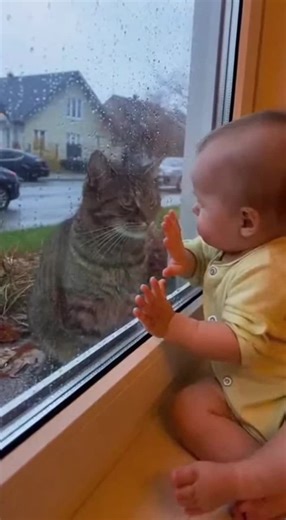 The baby waits at the window… the cat waits by the road both perfectly still, #baby #toddler #trending #viralvideo #shorts