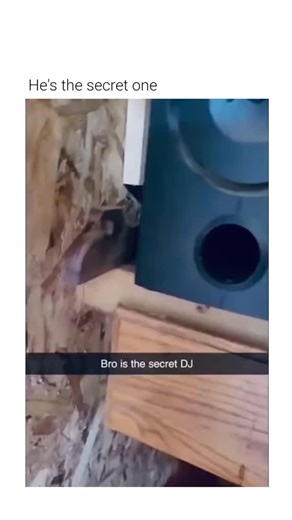 Casm Blaze on Instagram: "This footage captures a small rodent interacting with the mechanical components of an active loudspeaker. ​The Subject The animal shown is a common house mouse, a highly adaptable rodent known for seeking shelter in dark, enclosed structures that provide protection from predators. ​The Mechanism The mouse is situated inside the bass reflex port of a subwoofer. As the speaker’s driver moves, it displaces air through this tube to enhance low-frequency sounds, creating the