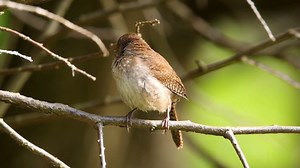 27K views · 4.6K reactions | Northern house wren singing (Troglodytes aedon) Canada, America, Mexico. | BIRDS & Nature | Facebook