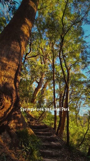 Where will you walk in Springbrook today?